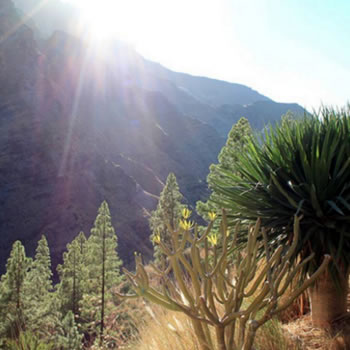 Valle de Agaete Gran Canaria