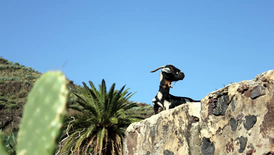 Valle de Agaete, Gran Canaria